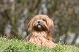 LHASSA APSO 236